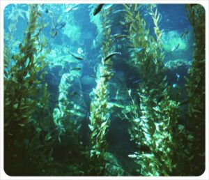 Read more about the article The Palos Verdes Kelp Forest Is Restored