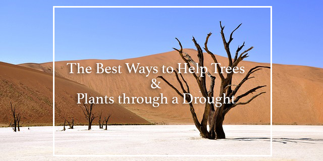 Read more about the article The Best Ways to Help Trees and Plants through a Drought